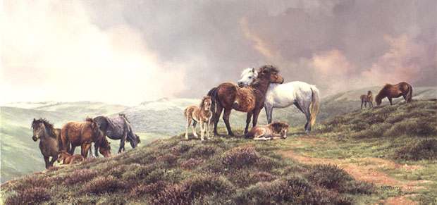 THE DARTMOOR PONIES