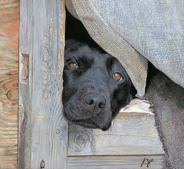 Let Me Out