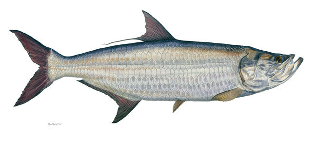 Tarpon