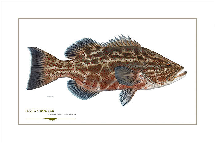 Black Grouper
