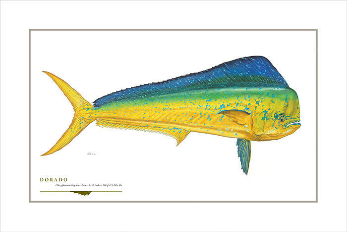Dorado