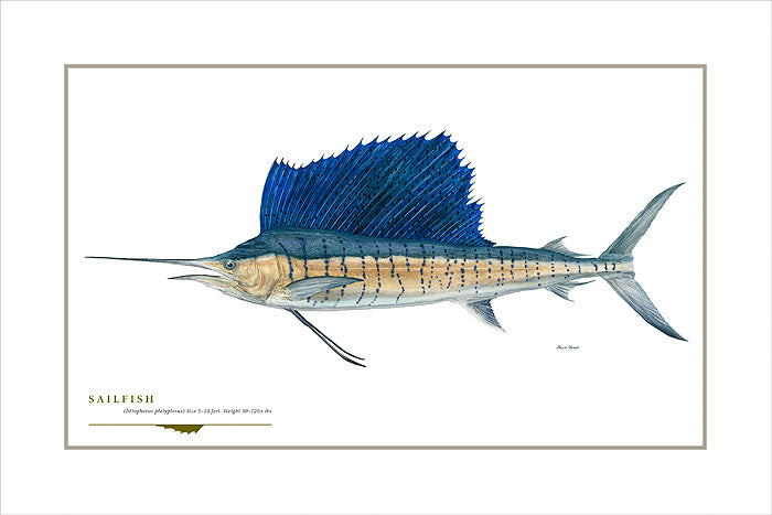 Sailfish
