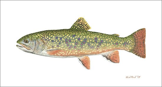 Pennsylvania Brook Trout