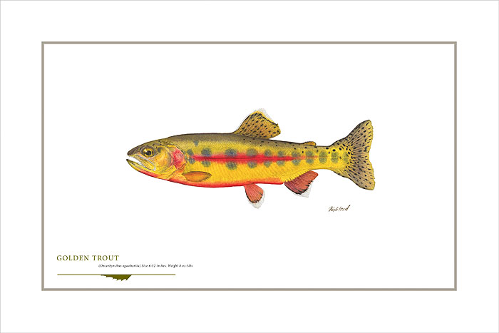 Golden Trout