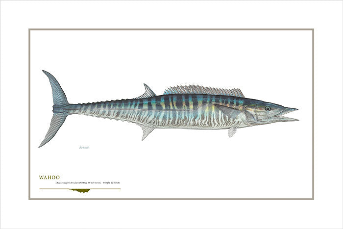 Wahoo Mackerel