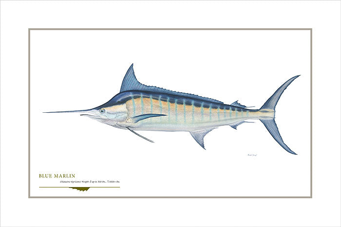Blue Marlin