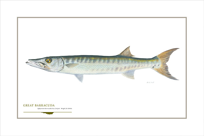 Great Barracuda