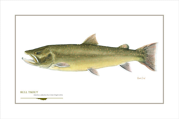 Bull Trout