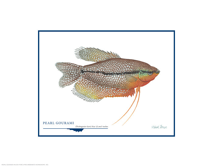 Pearl Gourami