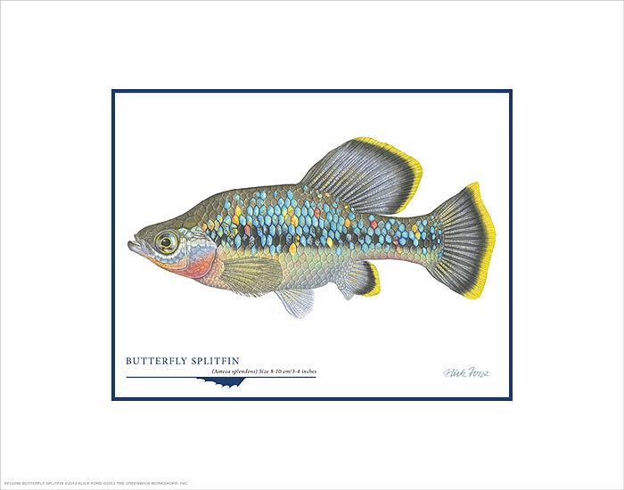 Butterfly Splitfin