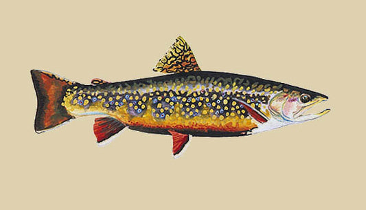 Brook Trout