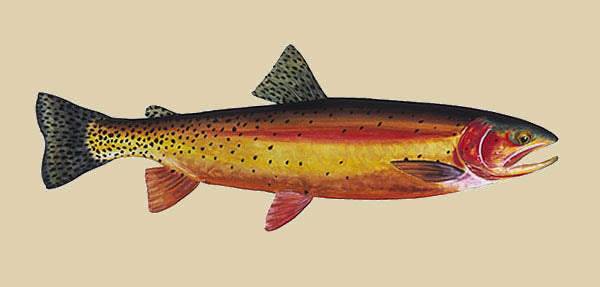Yellowstone Cutthroat Trout