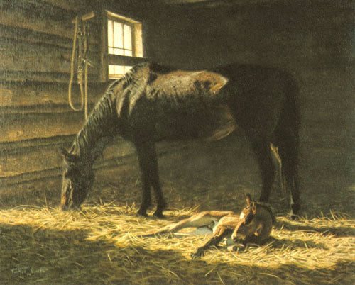 Foal