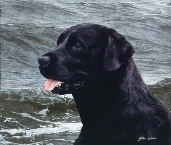 Of The Finest Breed: Black Labrador