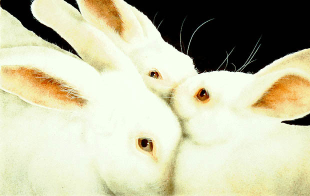 SOME SET OF BUNS