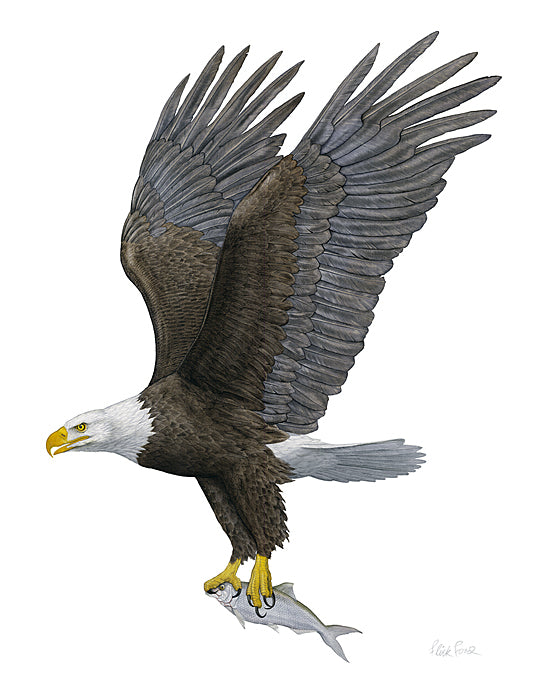 Bald Eagle