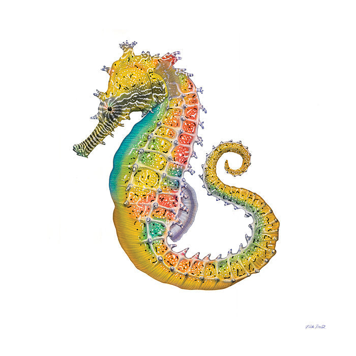Barbour´s Seahorse