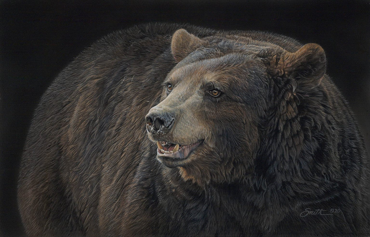 "Black on Black"-Bear