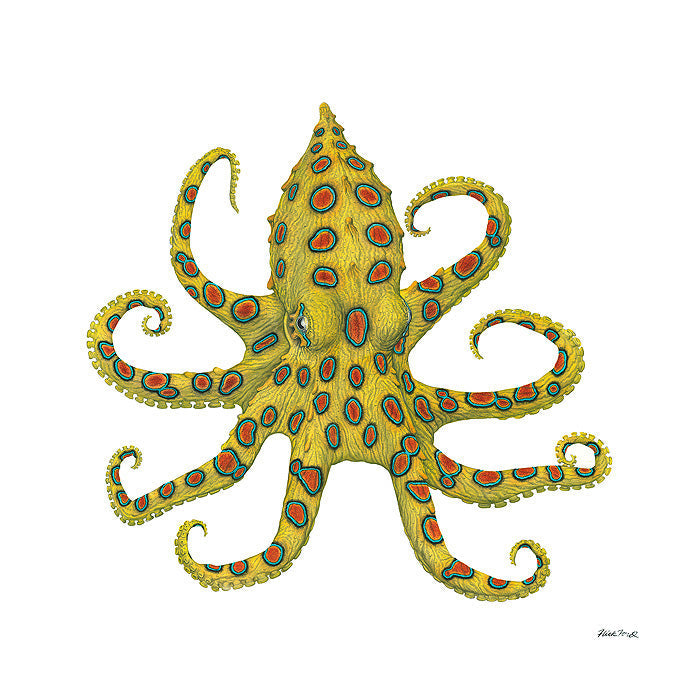 Blue-Ringed Octopus