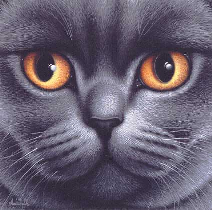 British Blue Shorthair