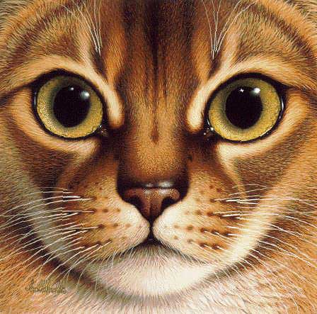 Abyssinian
