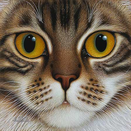 Cinnamon Tabby Maine Coon