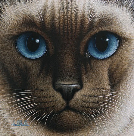 Chocolate Point Siamese