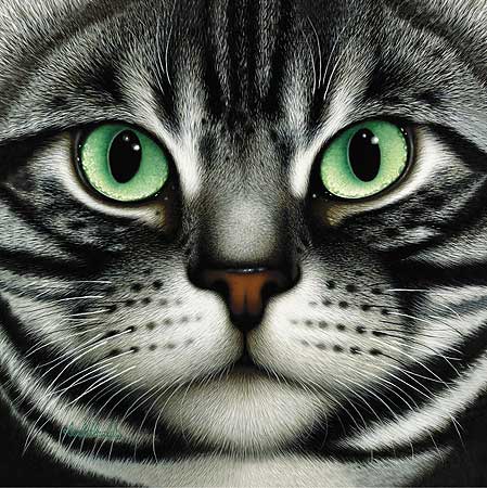 American Shorthair