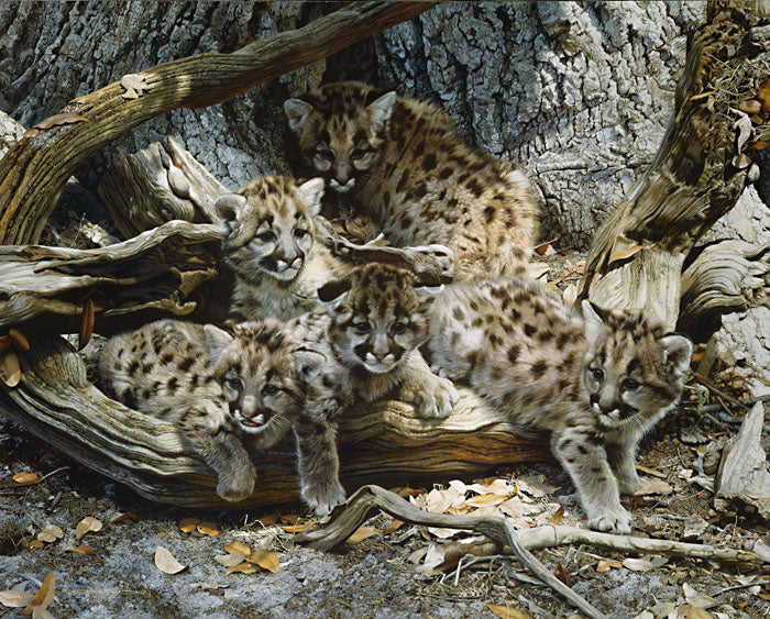 While the Cat´s Away -Cougar Cubs
