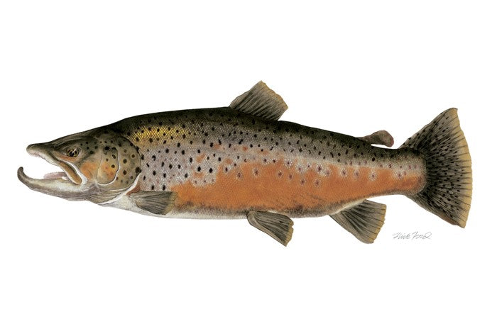 Trophy Brown Trout