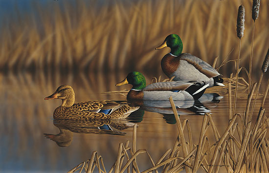 Afternoon Mallards