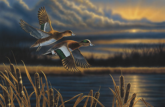 Widgeon- Out Front