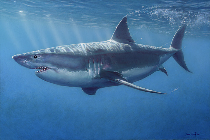 Great White Shark