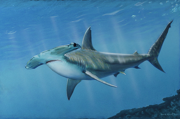 Hammerhead Shark