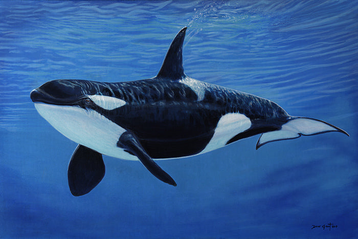 Orca