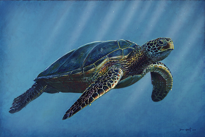 Sea Turtle