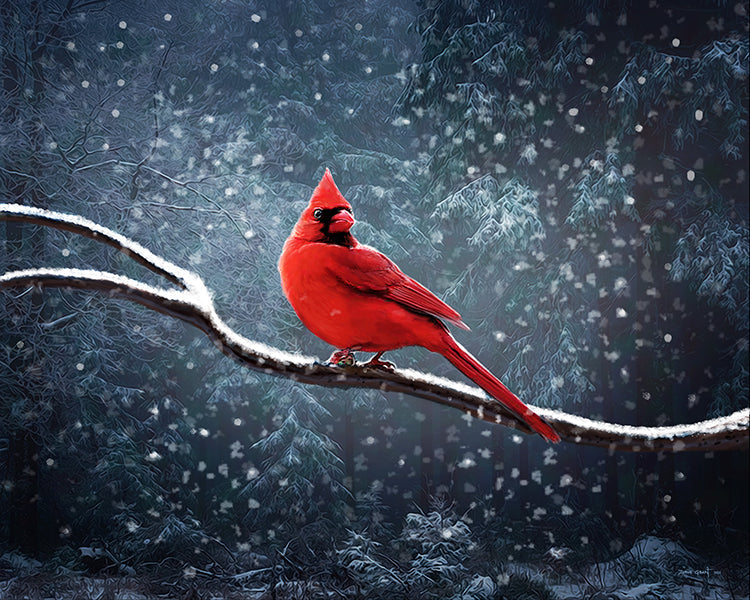 Winter Cardinal
