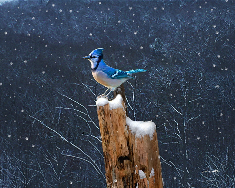 Winter Blue