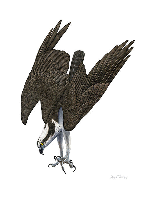 Diving Osprey