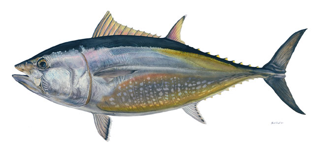 Blue Fin Tuna