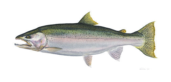 Steelhead