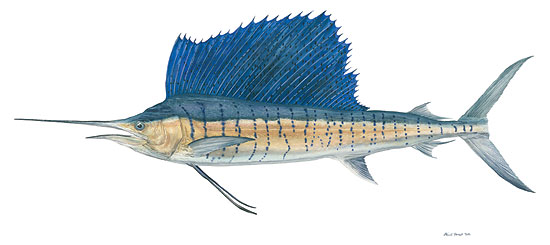 Sailfish