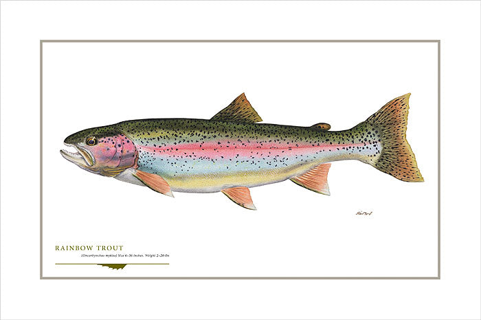 Rainbow Trout