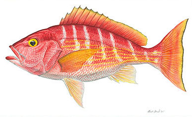 Silk Snapper