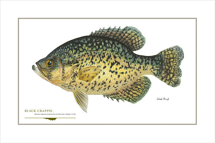 Black Crappie