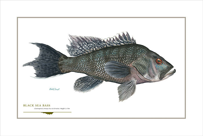Black Sea Bass