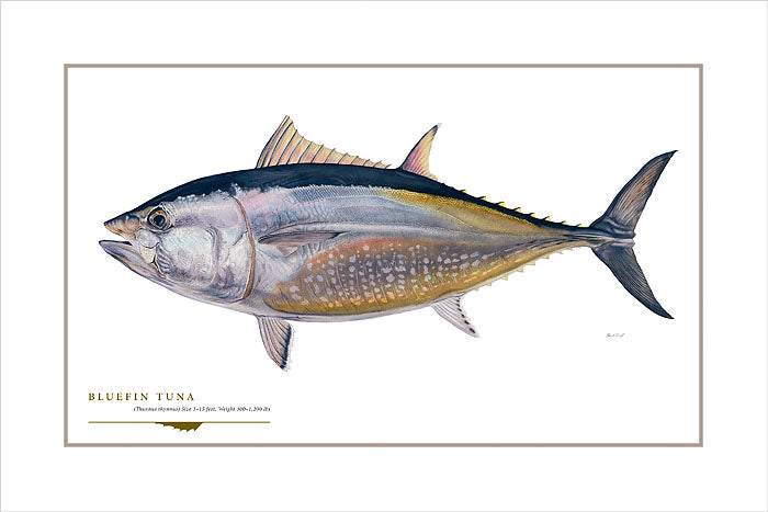Bluefin Tuna