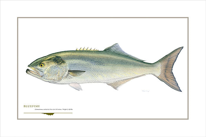Bluefish