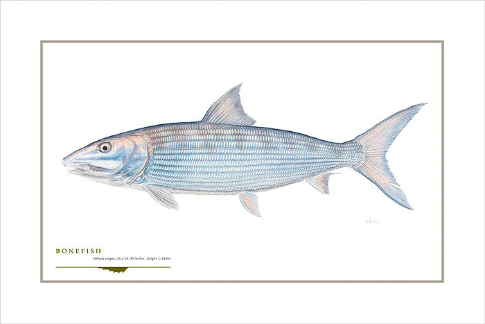Bonefish