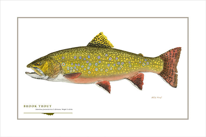 Brook Trout